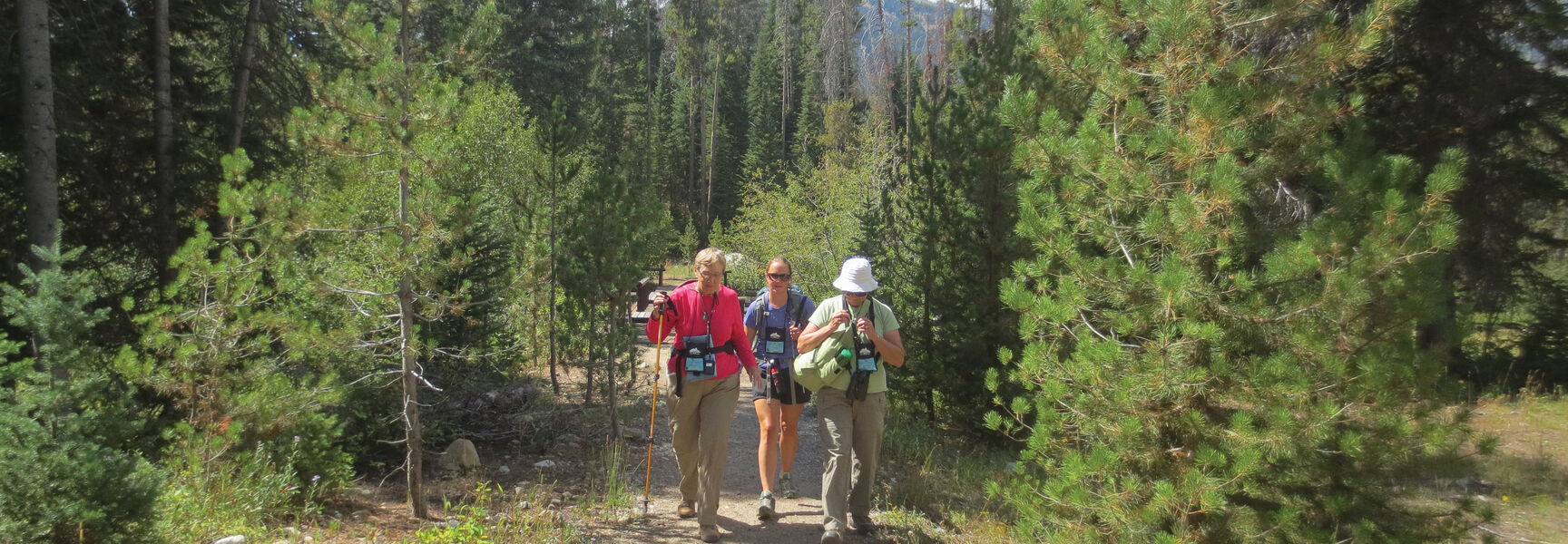 Three hikers walk along a dirt trail through a lush pine forest in Grand Teton National Park, Wyoming.