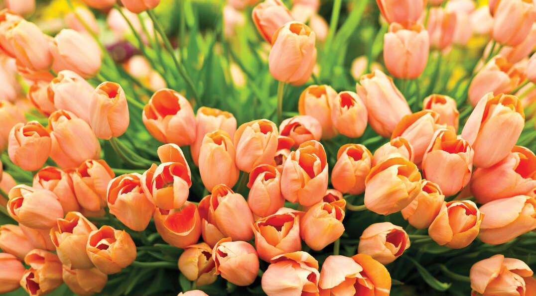 A cluster of peach-colored tulips on display at the Royal Horticultural Society Chelsea Flower Show in England.