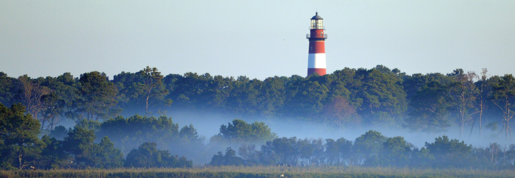 The red-and-white striped Assateague Lighthouse rises above a line of trees with a layer of morning mist in Chincoteague, Virginia.