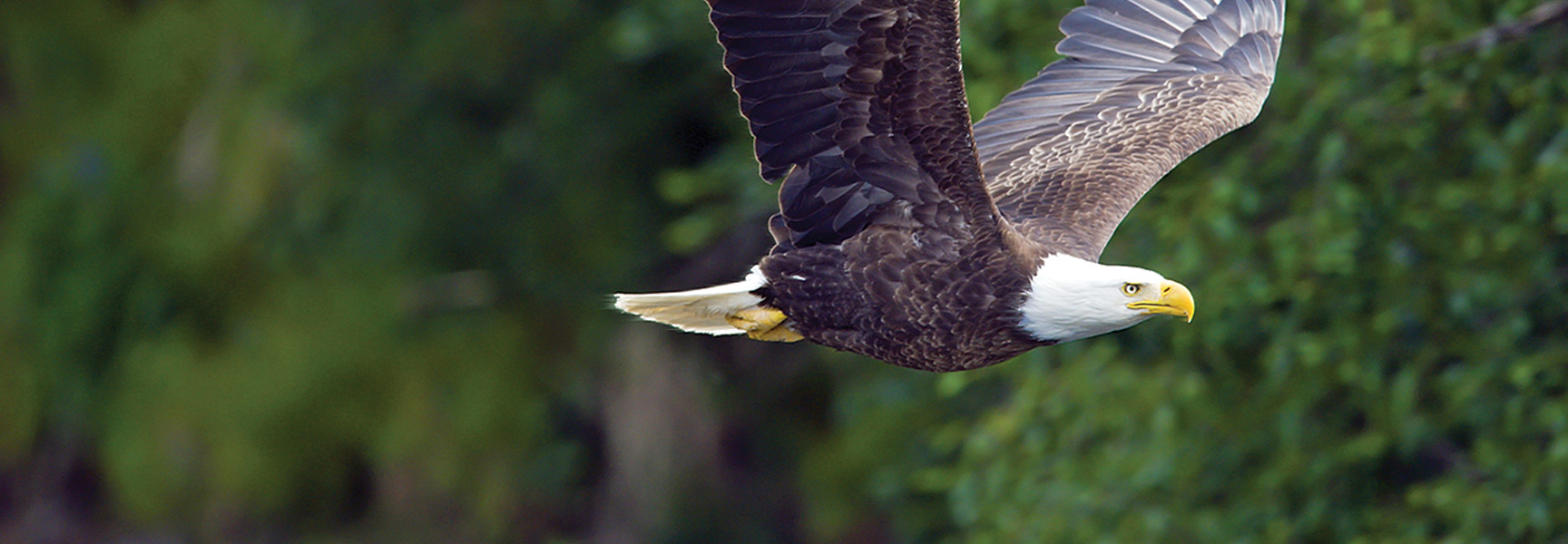 A bald eagle soars with its wings spread against a backdrop of green trees in Minnesota.