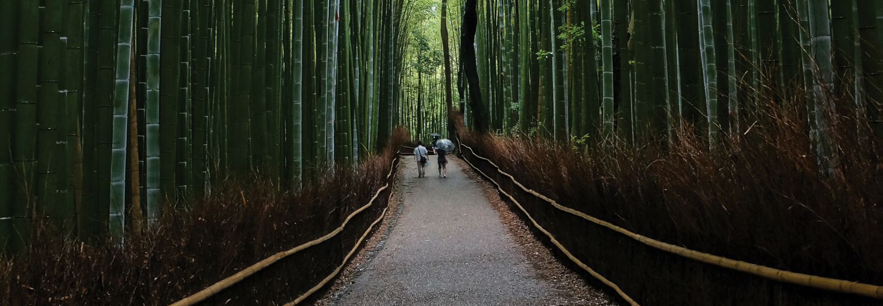 Two people with umbrellas walk down a path through a dense and towering green bamboo forest in Japan.