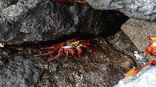 Galapagos at a slower pace