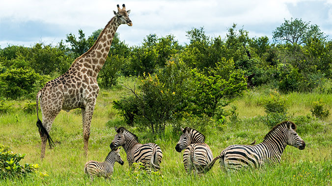 Safari by Water & Land: Zimbabwe, Namibia & Botswana