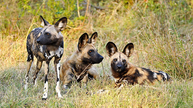 Safari by Water & Land: Zimbabwe, Namibia & Botswana
