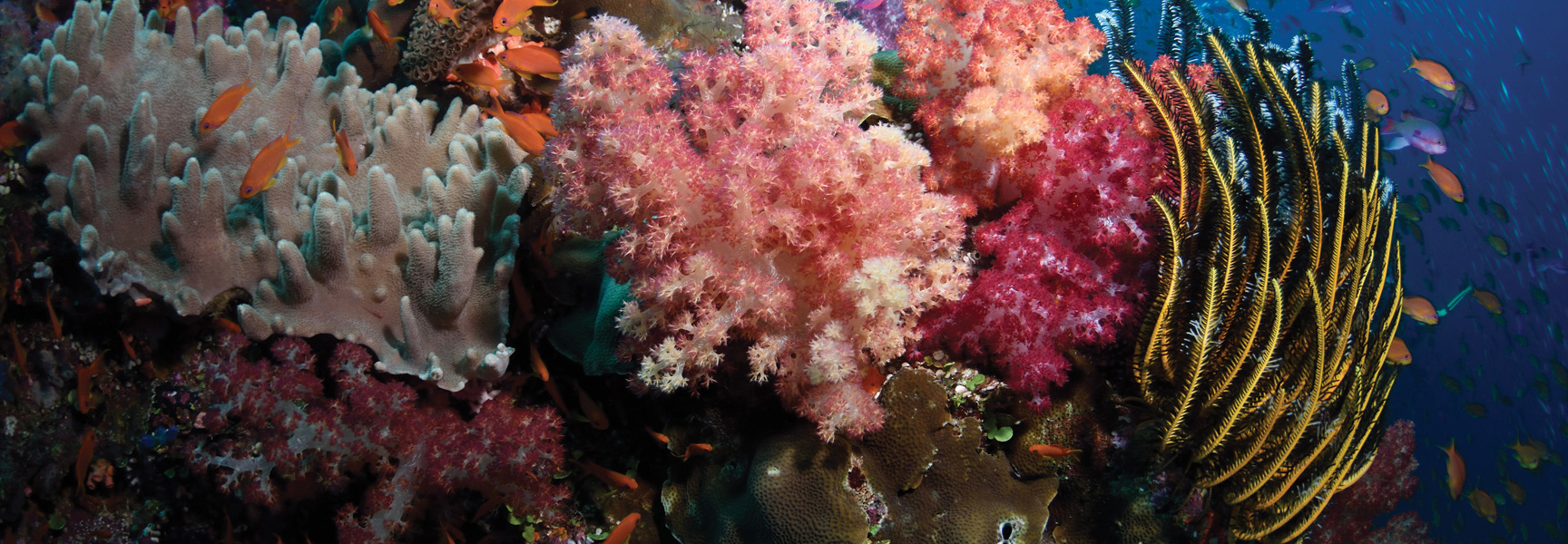 A vibrant coral reef in Fiji teems with colorful soft corals, a yellow feather star, and small orange fish swimming in blue water.