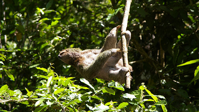 Sloths & Snorkels: The Best of Panama With Your Family