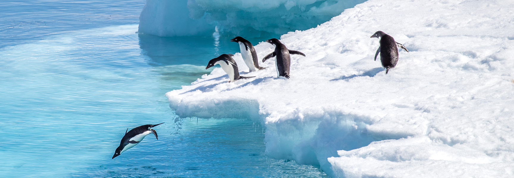 A group of Adelie penguins stand on the edge of a snowy iceberg in Antarctica, while one dives into the bright blue water below.