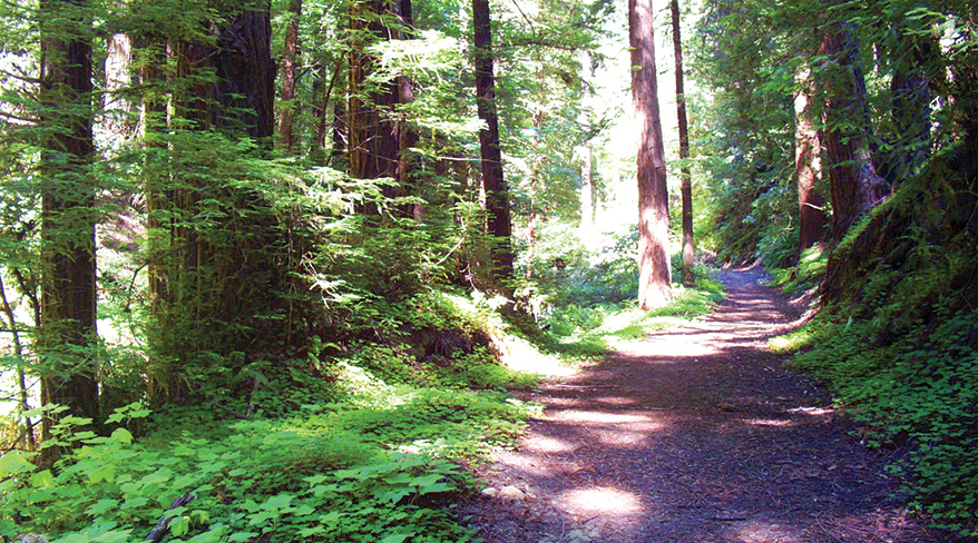 A sun-dappled dirt path winds through a lush, green redwood forest in California.