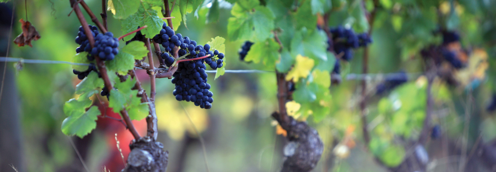 A close-up of dark purple pinot grapes on the vine in an Oregon vineyard.