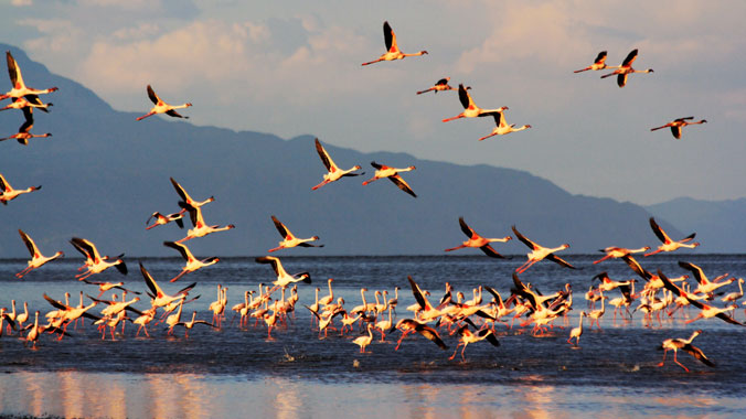 The Best of Kenya and Tanzania: A Classic Safari - Women Only