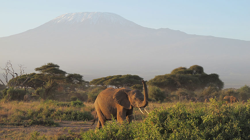 An elephant with large tusks raises its trunk in the savanna with a snow-capped mountain visible in the hazy background.