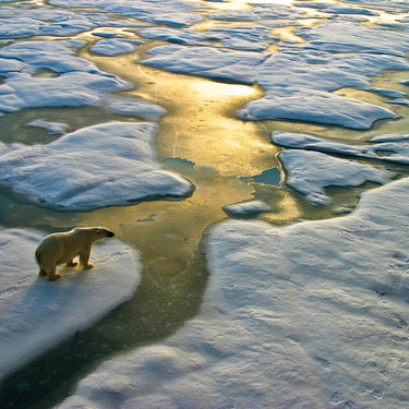 An aerial view of a polar bear walking across snow-covered ice floes in the Arctic Circle during sunset.