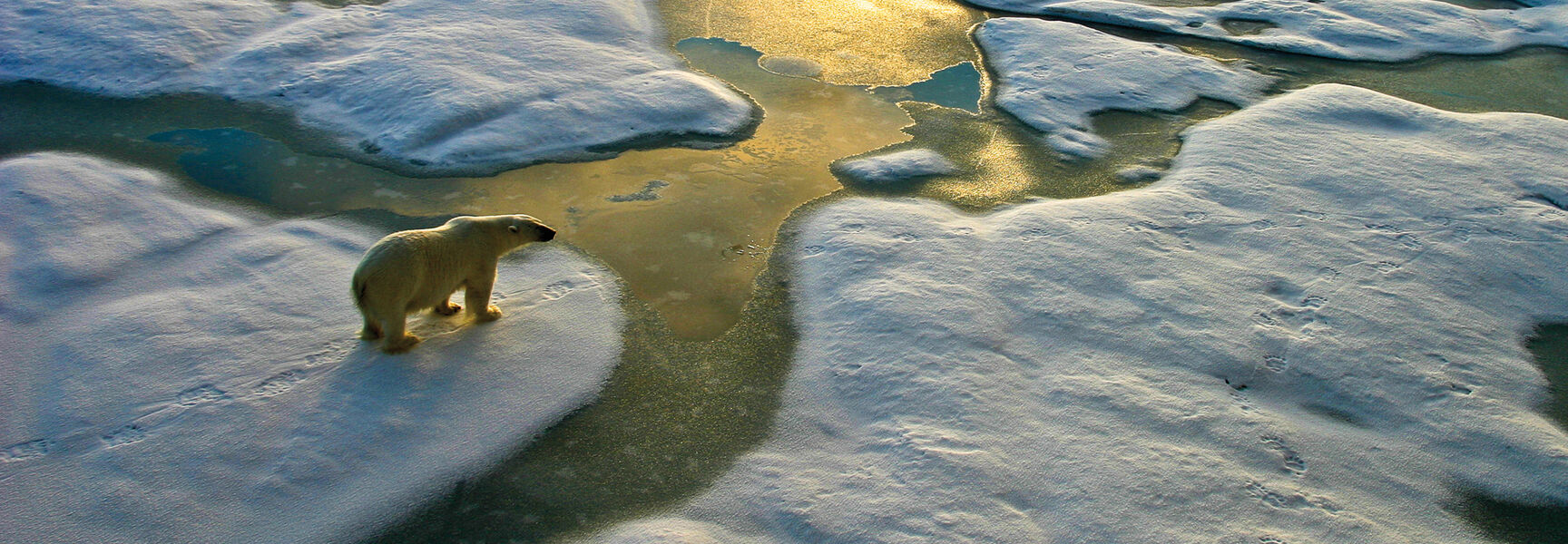 An aerial view of a polar bear walking across snow-covered ice floes in the Arctic Circle during sunset.