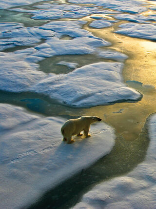 An aerial view of a polar bear walking across snow-covered ice floes in the Arctic Circle during sunset.