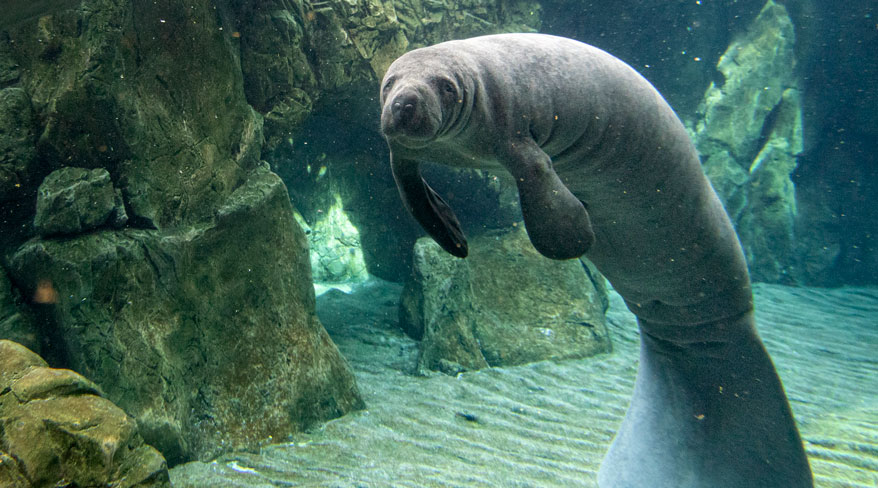 A large gray manatee swims underwater near large rocks on the sea floor, looking at the camera.