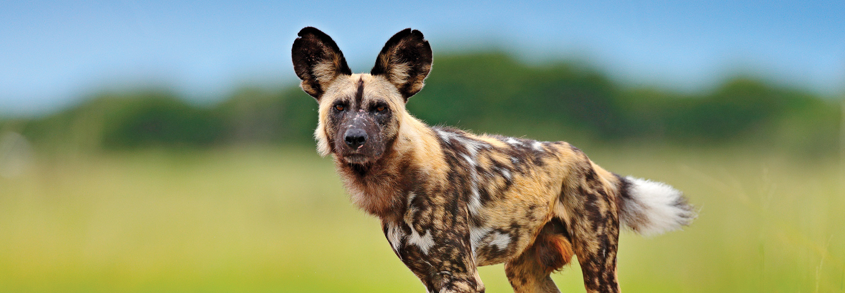 An African wild dog with a multi-colored coat looks at the camera while standing in a grassy plain in Botswana.