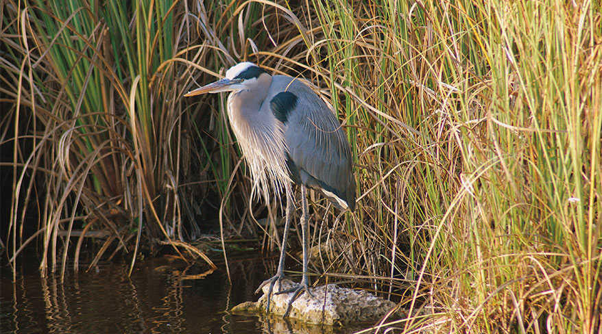 Hike, Bike, Kayak florida everglades