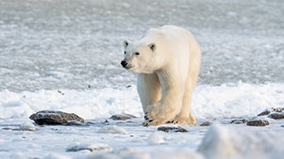 A polar bear walks across a snow-covered, icy landscape in the Arctic.