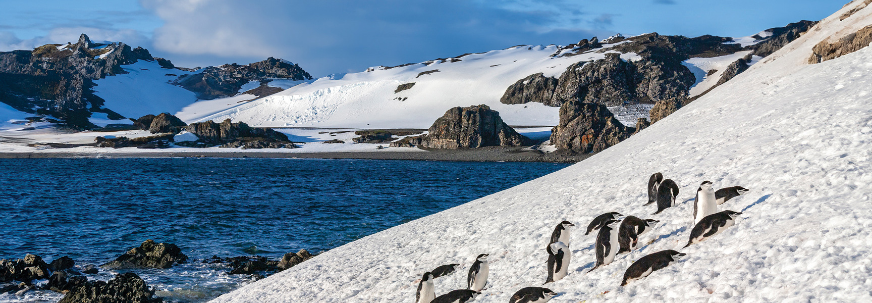 A colony of chinstrap penguins slides down a snowy Antarctic hillside towards the deep blue ocean water with mountains in the background.