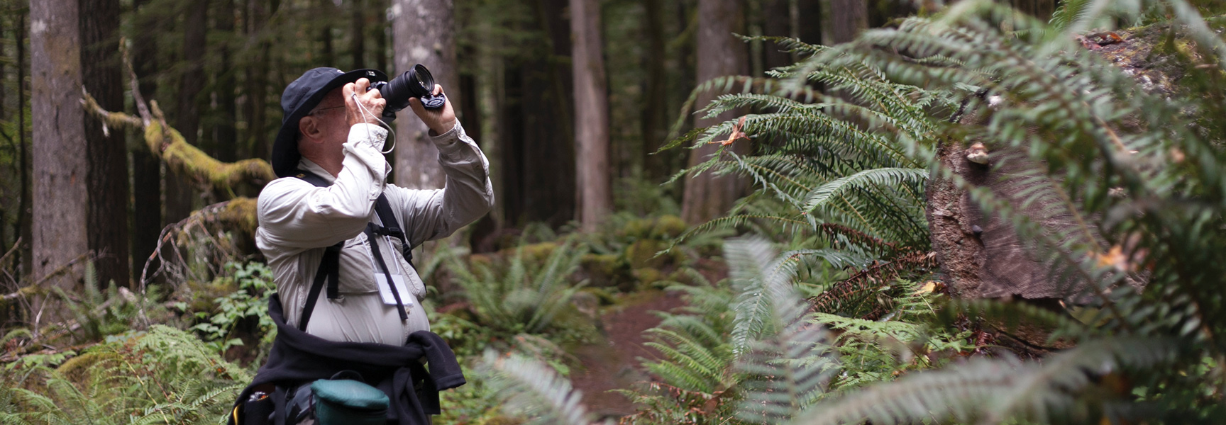 A photographer stands in a dense forest filled with ferns, aiming a camera with a large lens up towards the trees.