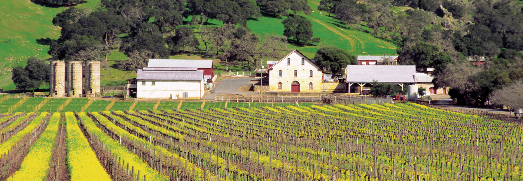 A Napa Valley vineyard with yellow mustard flowers blooming between the vines, with barns and silos at the base of green hills.