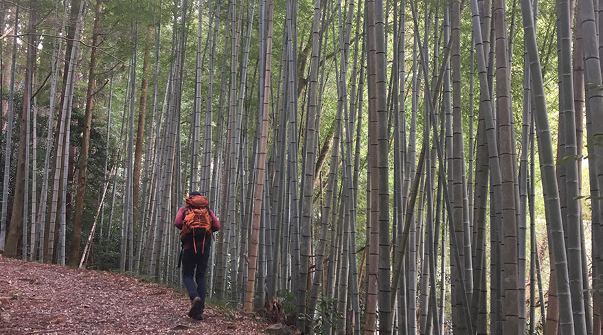 A hiker walks past a dense bamboo forest while traveling along the Tokaido Road in Japan.