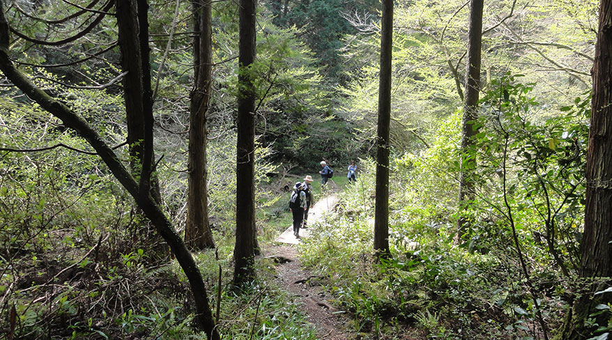 Hikers walking through a dense, lush forest along the Tokaido Road in Japan.