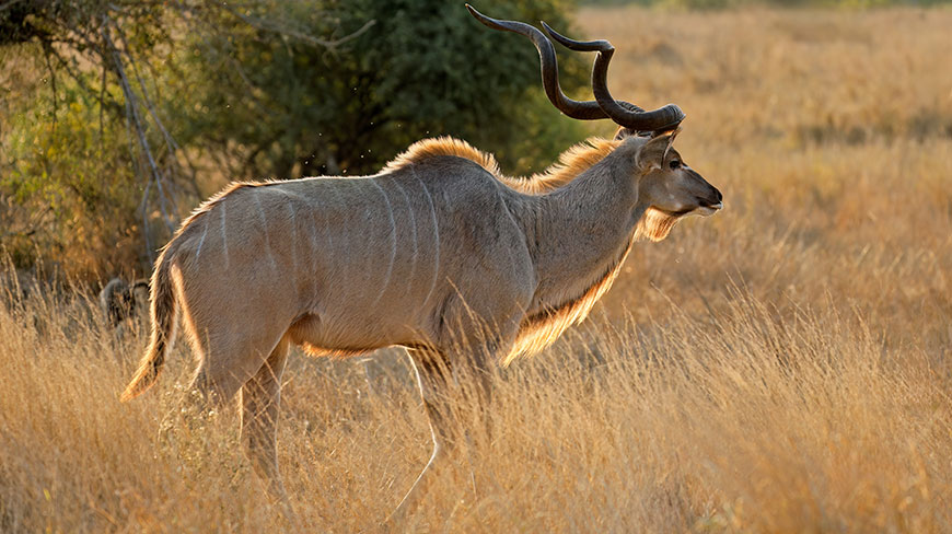 A kudu antelope with large spiraled horns stands in the tall, sunlit grass of Kruger National Park in South Africa.