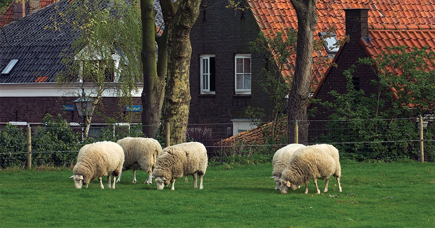 Sheep graze in a green pasture in Veere, Netherlands, with traditional brick houses and trees in the background.