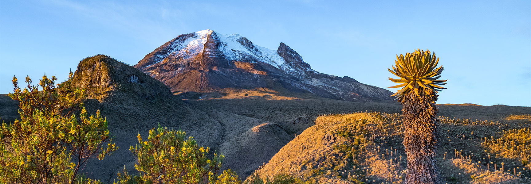 The snow-capped Volcano Tolima rises above the rugged landscape and native frailejones plants in Los Nevados National Park under a clear blue sky.
