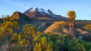 The snow-capped Volcano Tolima rises above the rugged landscape and native frailejones plants in Los Nevados National Park under a clear blue sky.