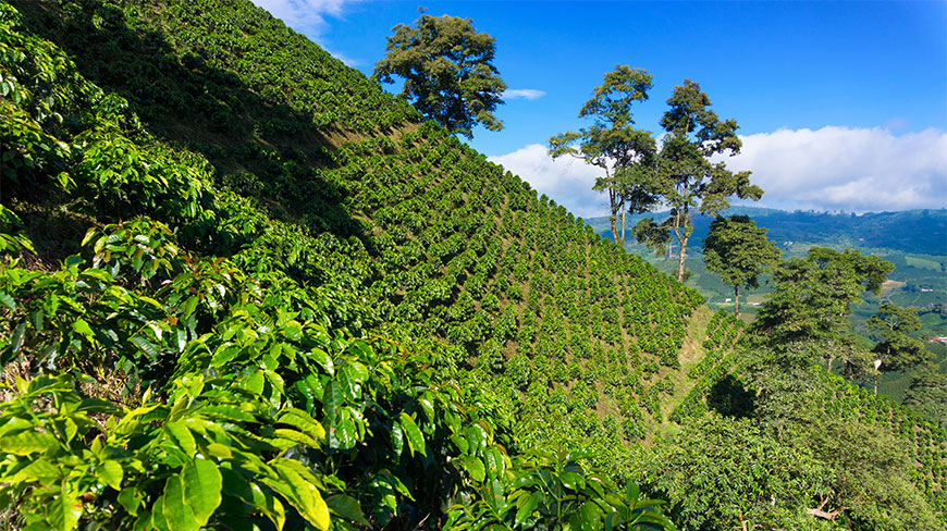 Lush coffee plants grow in rows on the steep green hills of Manizales, Colombia, under a bright blue sky with scattered trees.