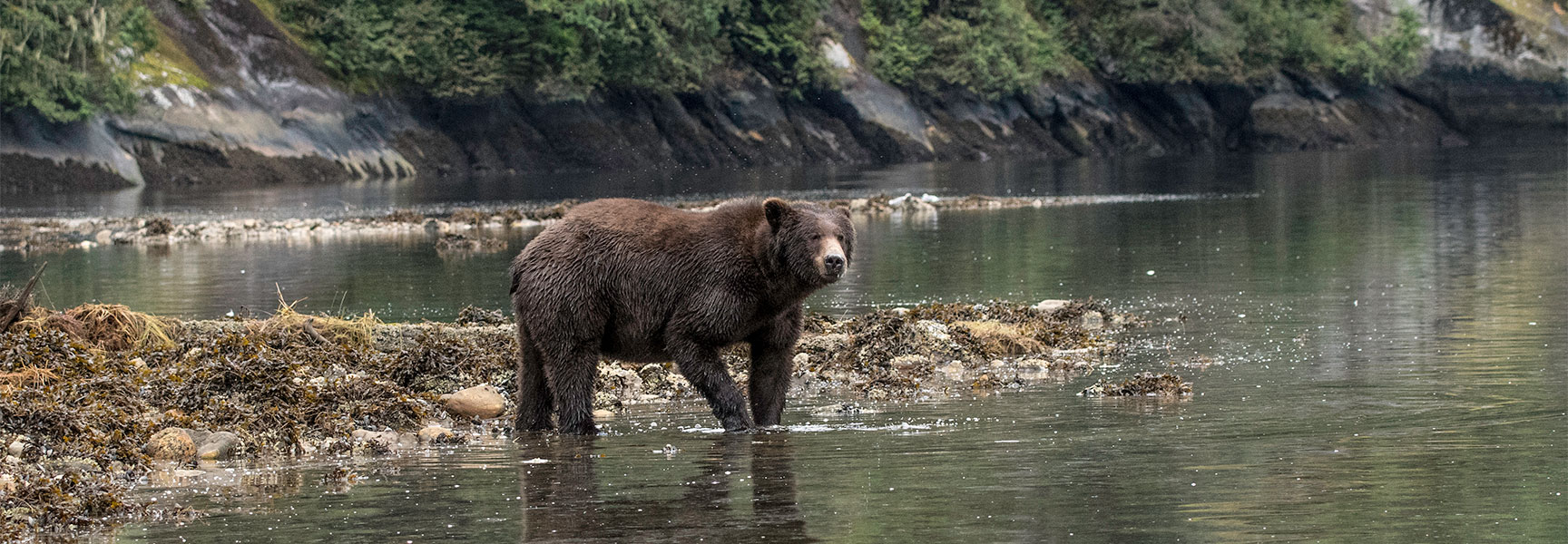 A grizzly bear stands in the shallow water of the Great Bear Rainforest in British Columbia, Canada, with a forested shoreline in the background.