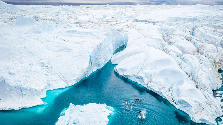 Aerial view of whales swimming in blue water between massive icebergs in the Ilulissat Icefjord.