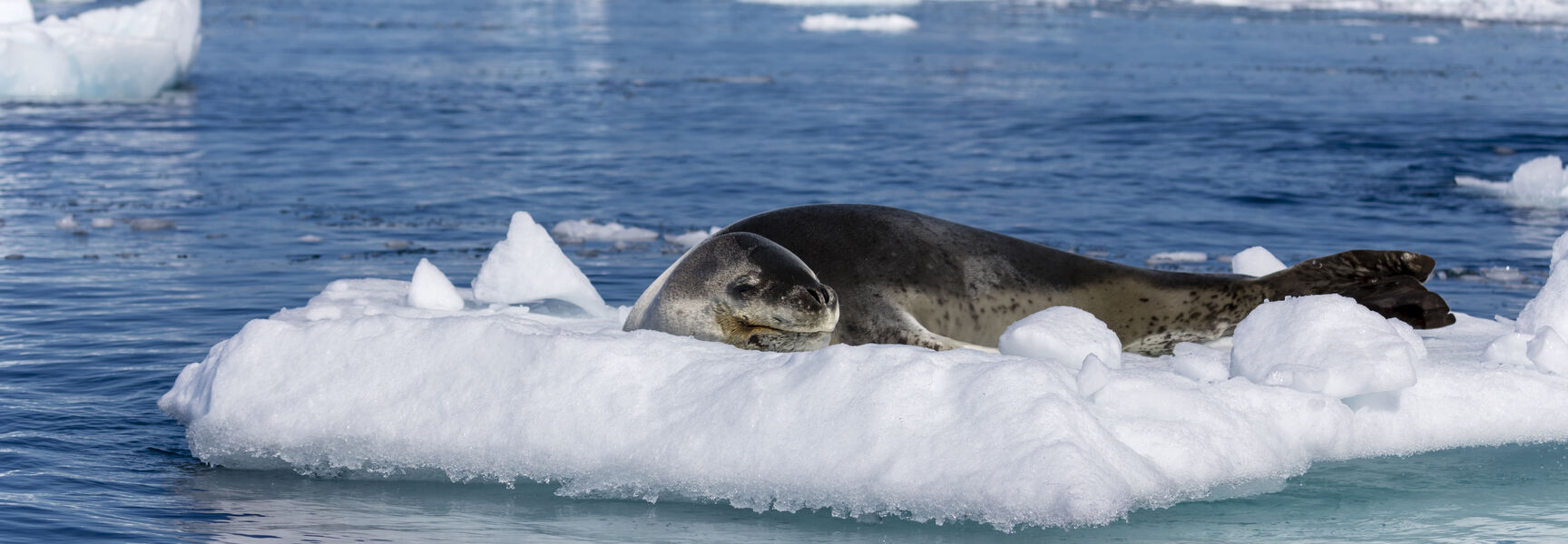 A leopard seal rests on a small iceberg in Cierva Cove, with snowy mountains and icy water in the background.