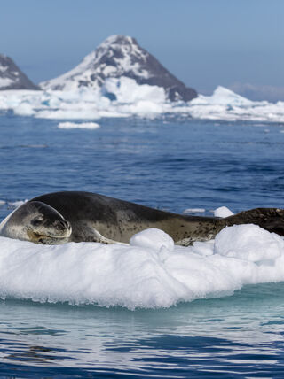 A leopard seal rests on a small iceberg in Cierva Cove, with snowy mountains and icy water in the background.