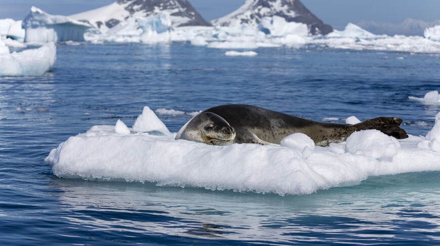 A leopard seal rests on a small iceberg in Cierva Cove, with snowy mountains and icy water in the background.