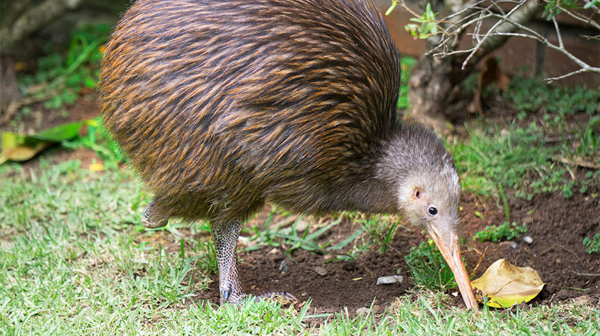A New Zealand Kiwi bird foraging with its long beak in a garden area of grass and soil.