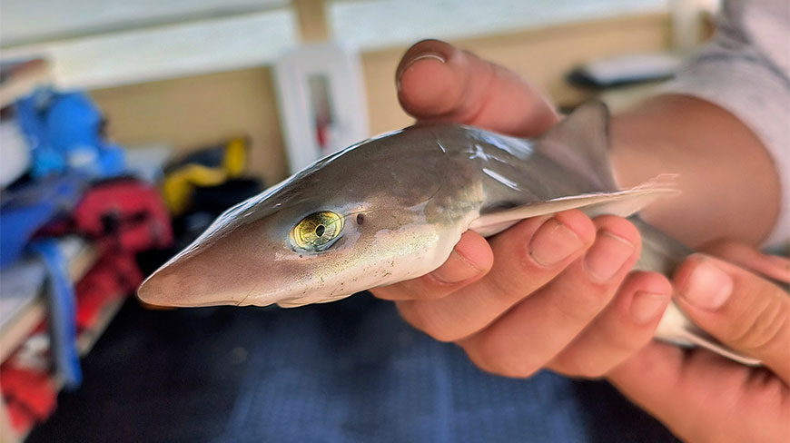 A person holds a baby shark during an ocean science adventure boat ride at Wallops Island, Virginia.
