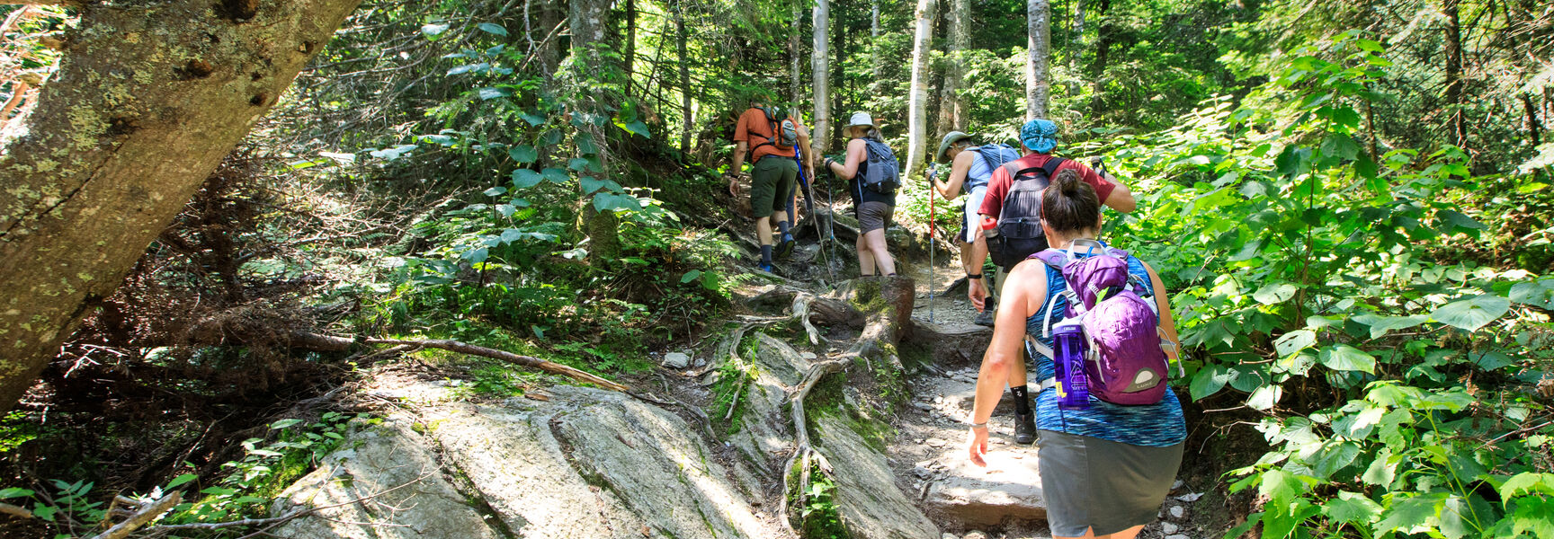 A group of hikers ascends a rocky, forested trail while exploring the scenic landscapes of Québec.
