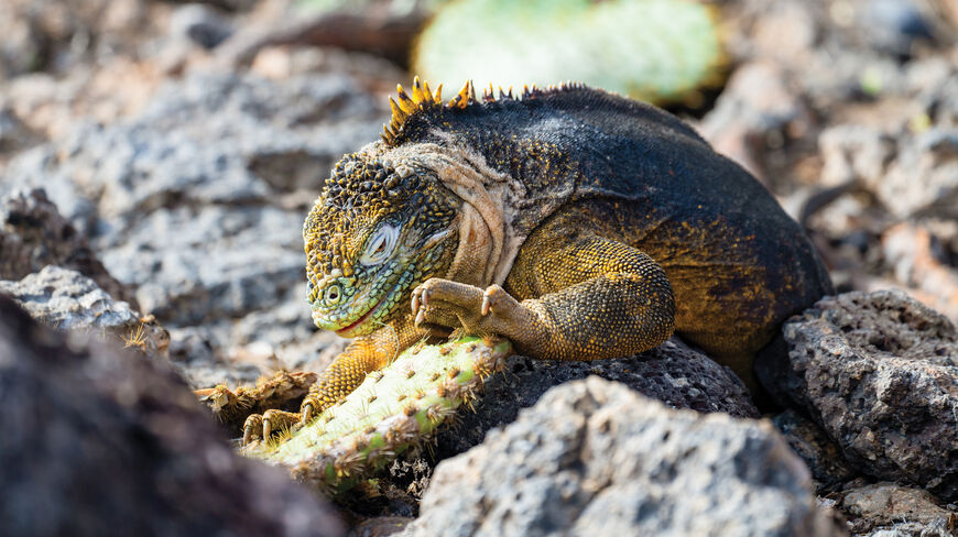 A Galápagos land iguana eats a prickly pear cactus pad among volcanic rocks in the Galápagos Islands, Ecuador.