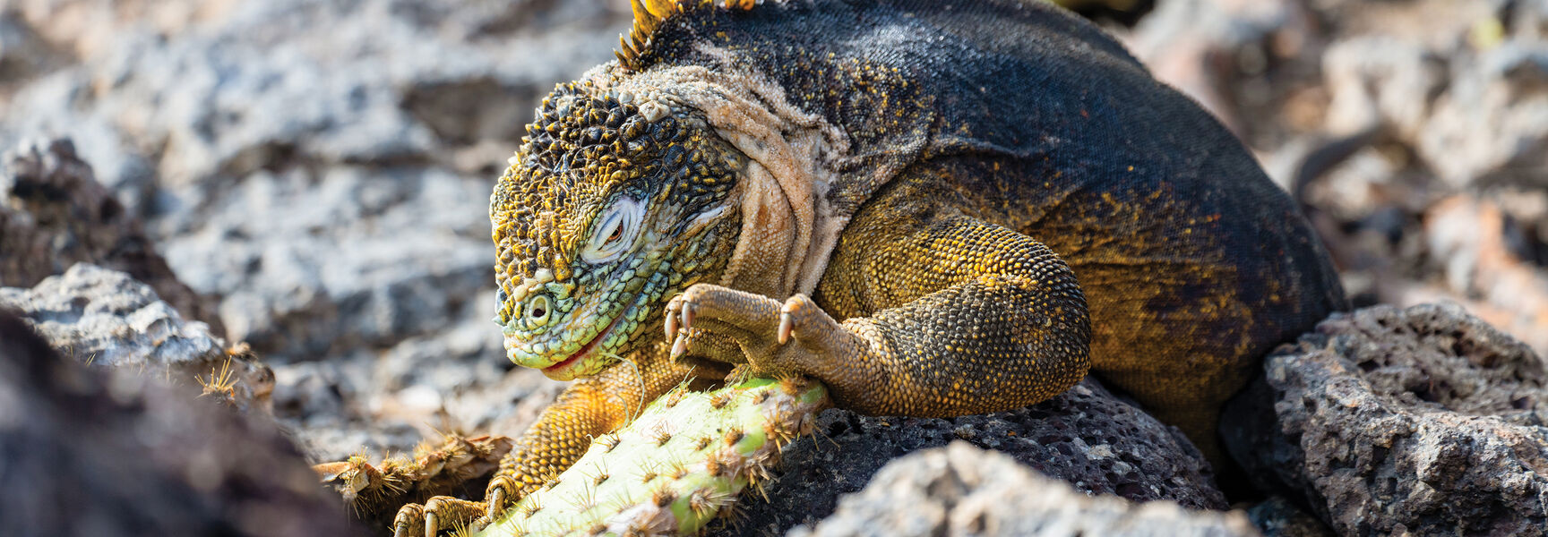 A Galápagos land iguana eats a prickly pear cactus pad among volcanic rocks in the Galápagos Islands, Ecuador.
