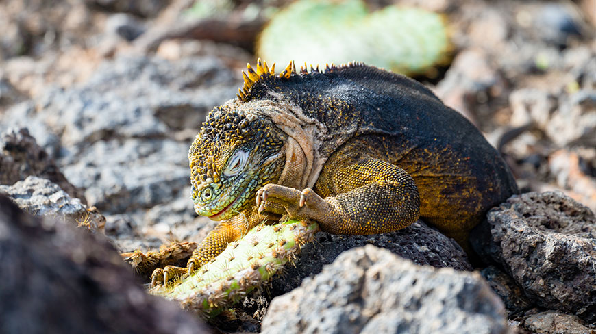 A Galápagos land iguana with its eyes closed rests on volcanic rocks, holding a piece of cactus.
