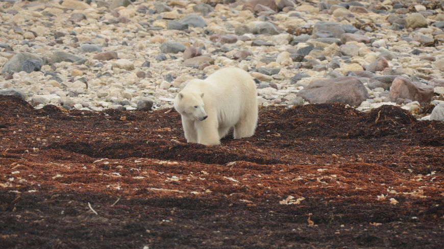 A polar bear stands on reddish-brown seaweed along the rocky shoreline of Hudson Bay in Manitoba.