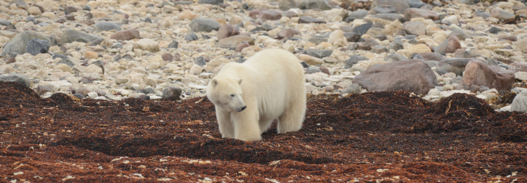 A polar bear stands on reddish-brown seaweed along the rocky shoreline of Hudson Bay in Manitoba.