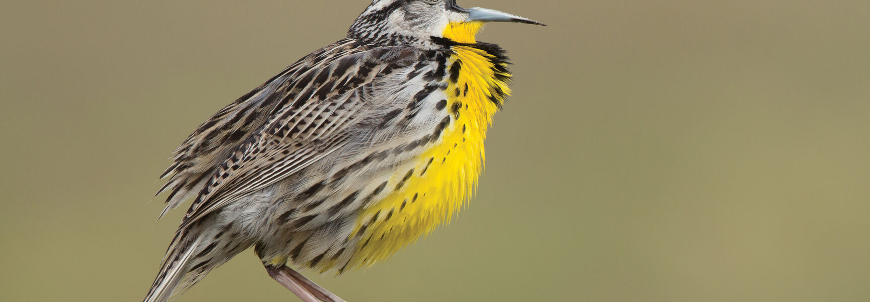 A Western Meadowlark perches on a wooden post with its beak open in Arizona during a Birding Bonanza event.