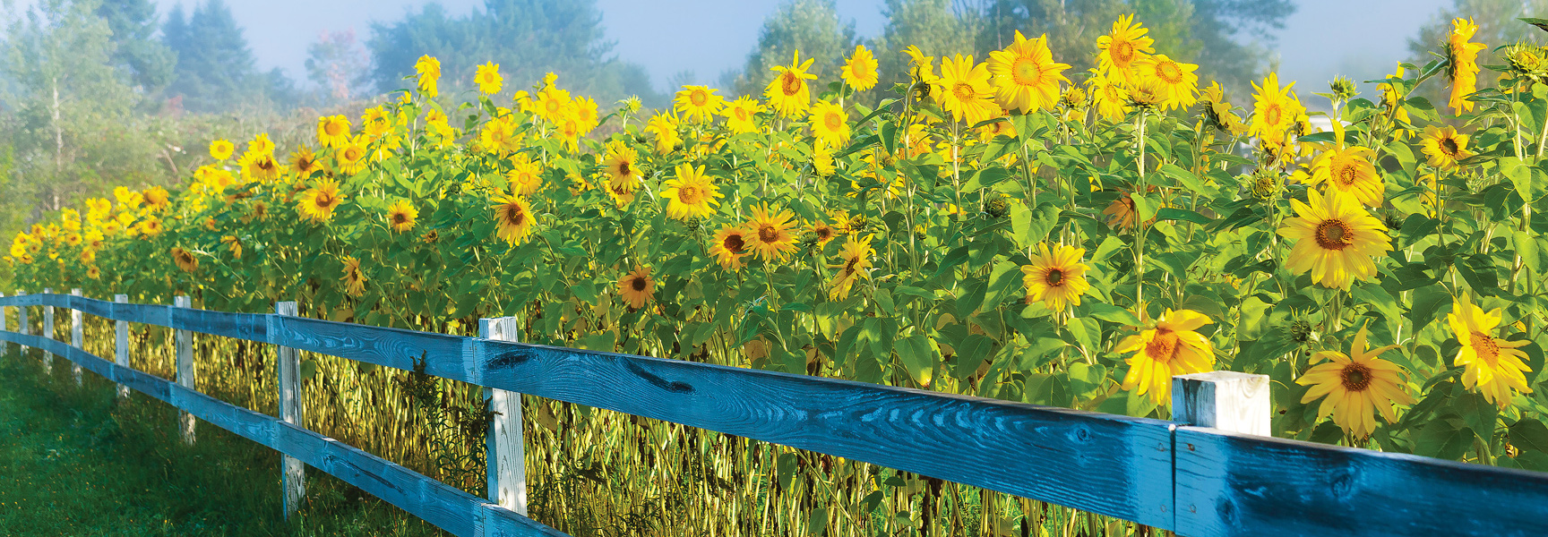 A blue wooden fence runs alongside a field of bright yellow sunflowers on a misty morning in Vermont.