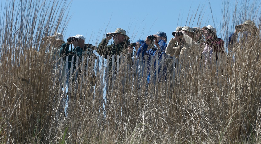 Birders stand in a row on the edge of a beach searching for birds