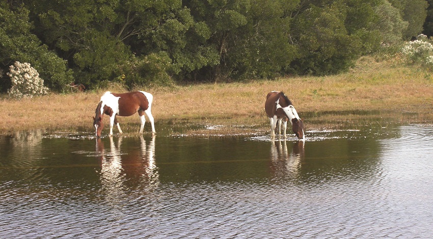 Horses wade in the water by a shoreline