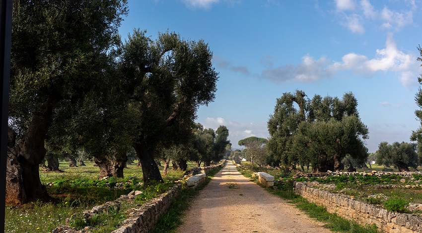 A dirt road stretches into the distance lined with stone walls and trees